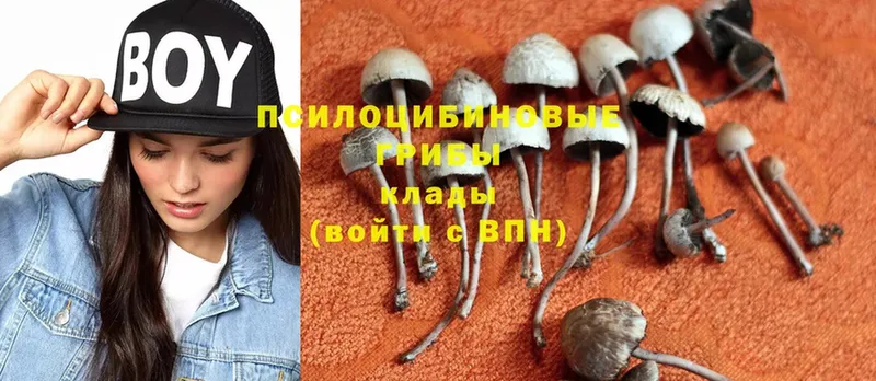 Галлюциногенные грибы Psilocybe  Москва 